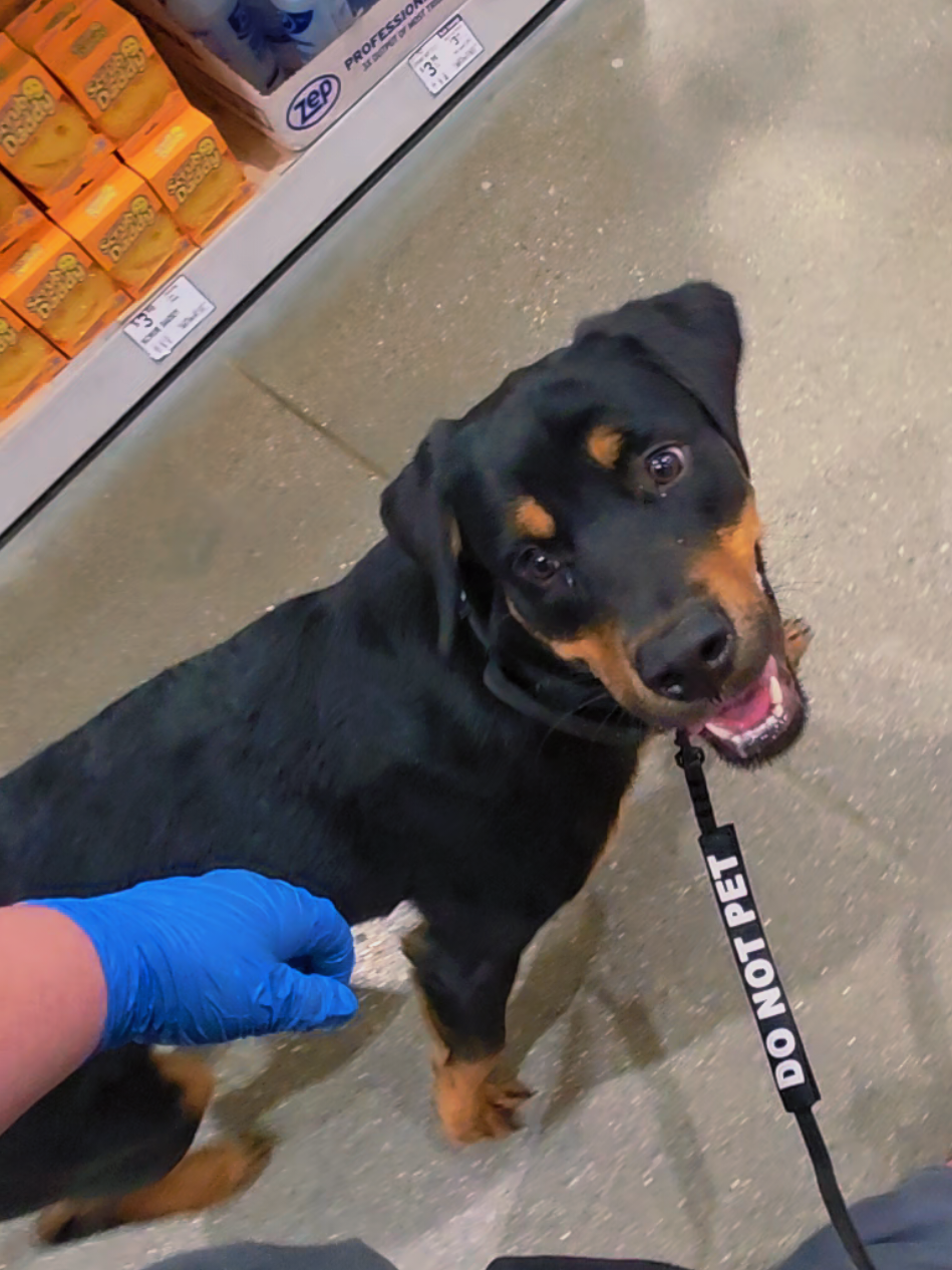 @Canine Wonders Training