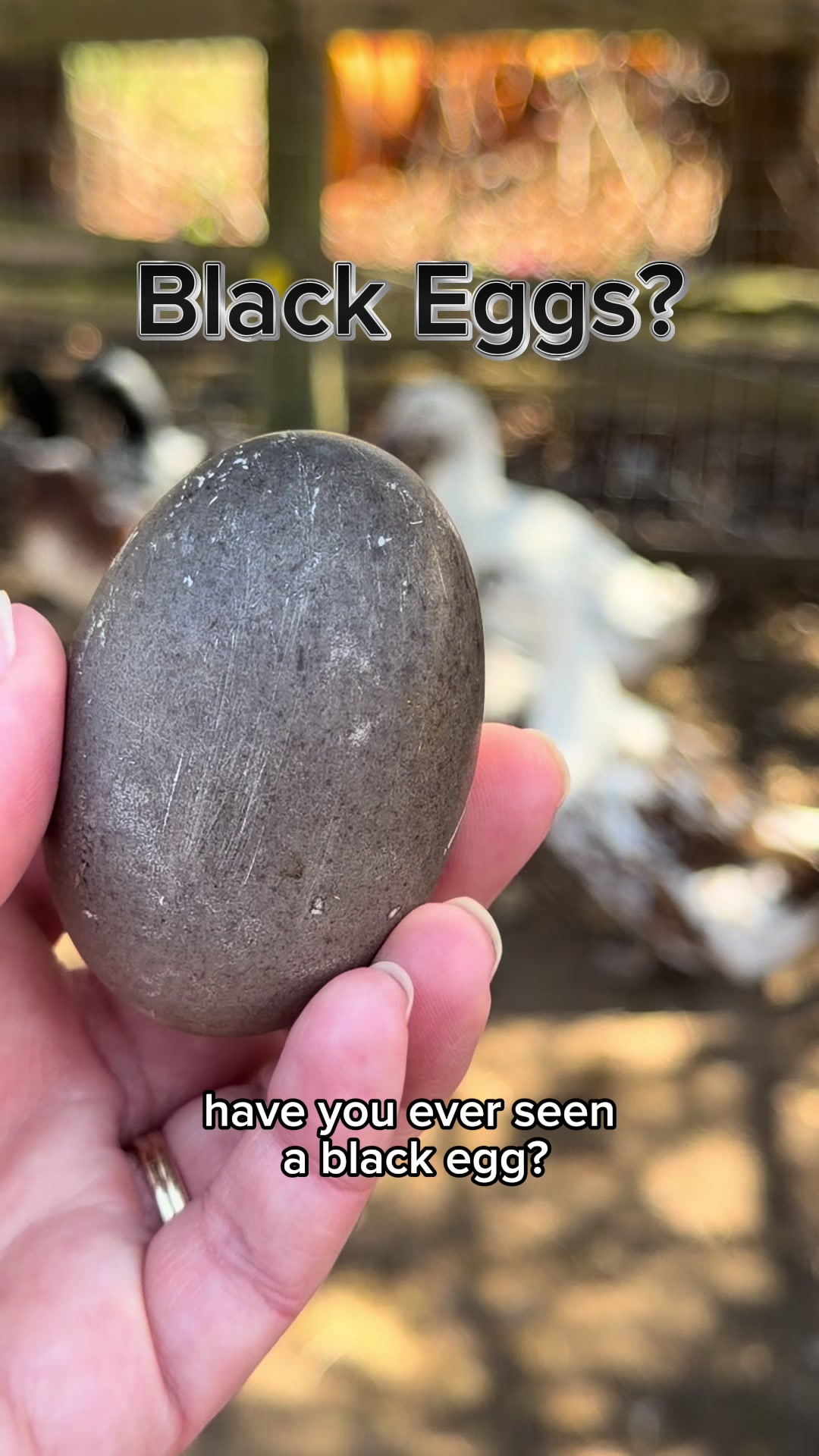 @The Cape Coop Farm