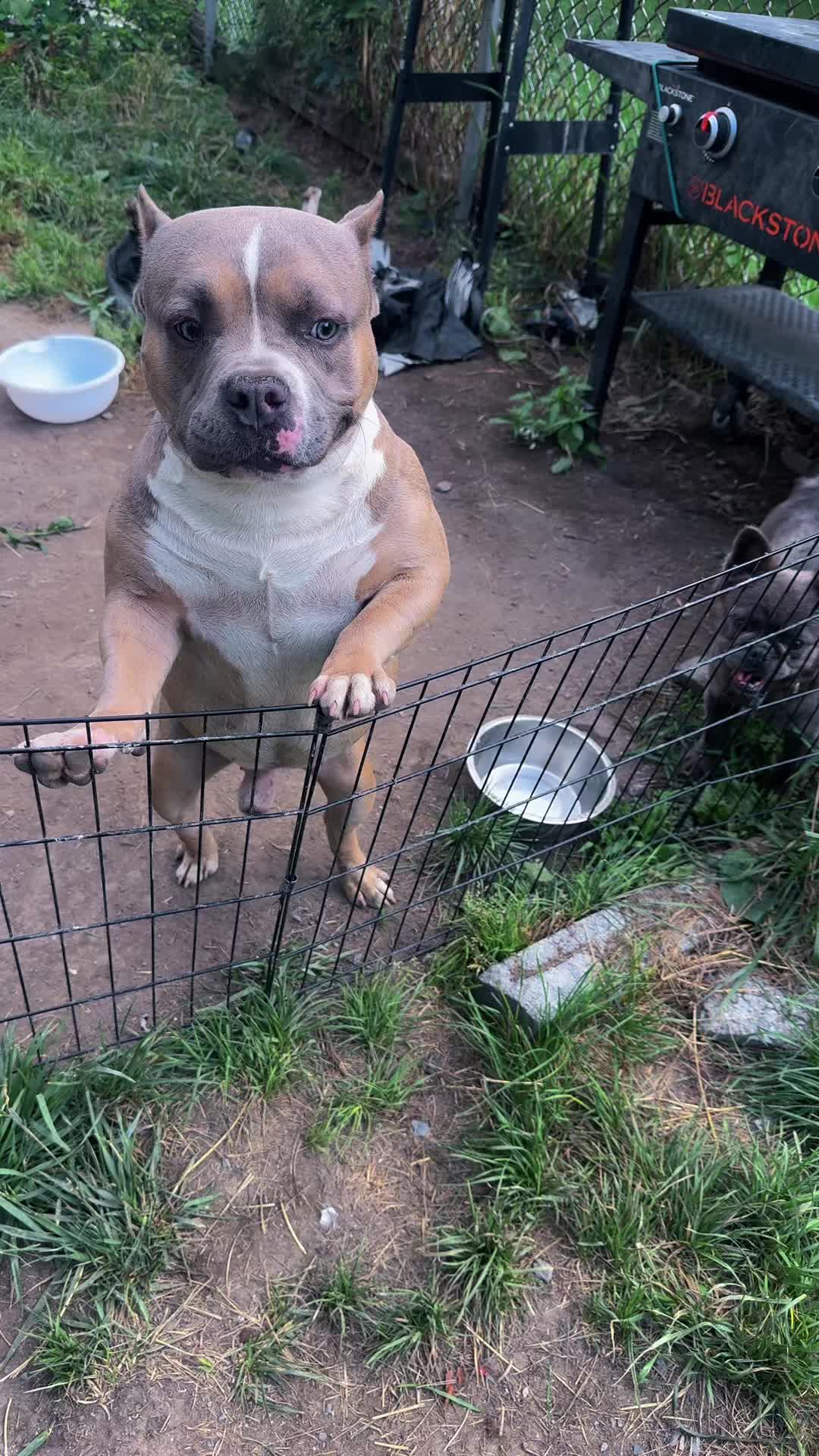 @NoCapBullys