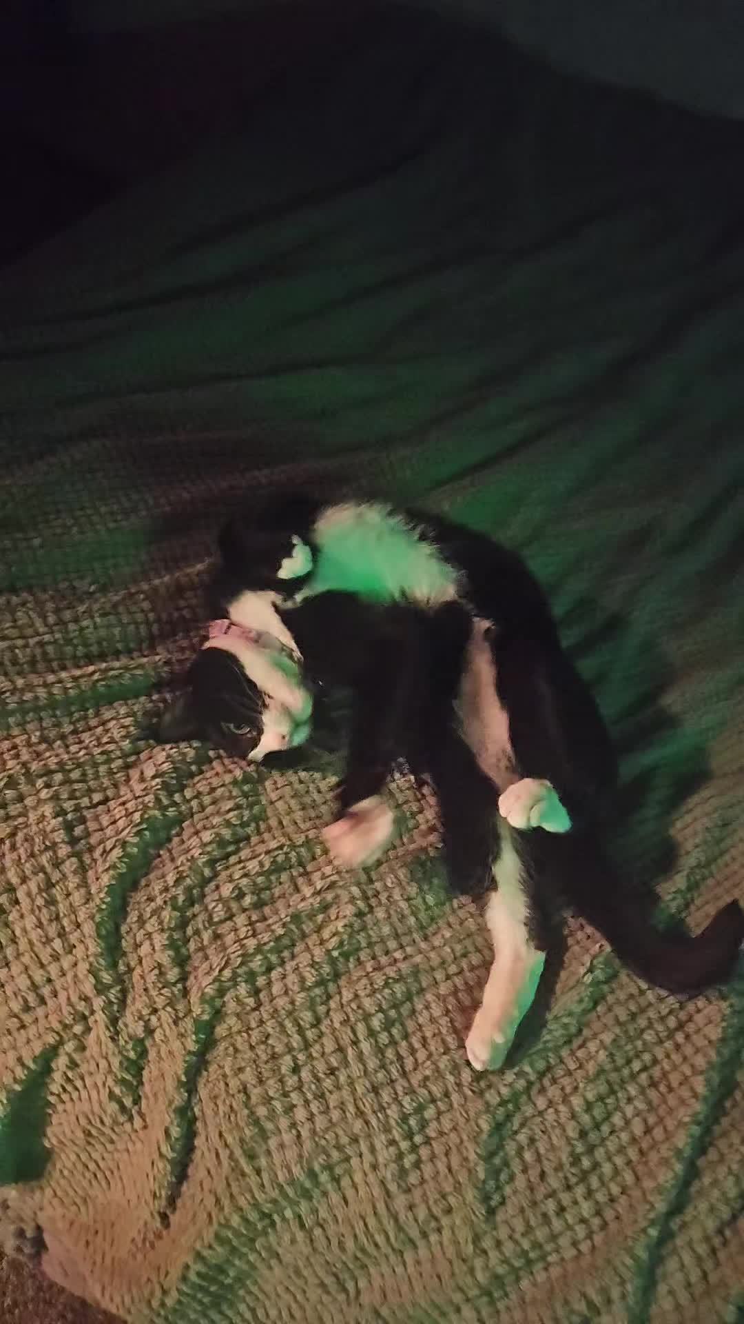 @Vader, Rocko, & Kona