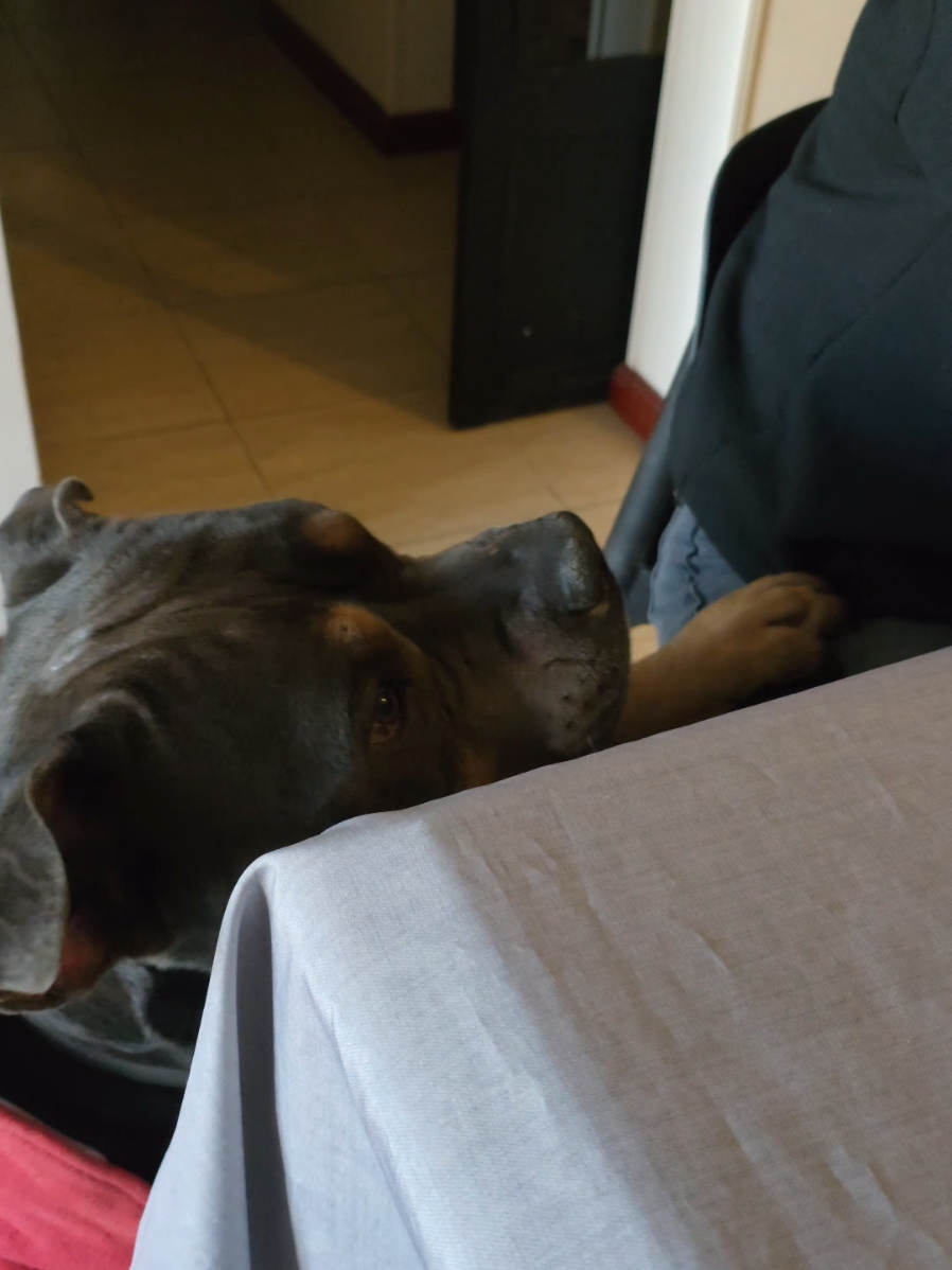 @Agus y Tarantino 💛🐶