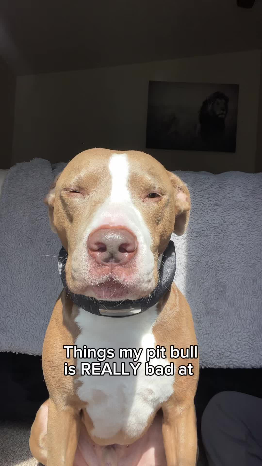 @@knight_thepit