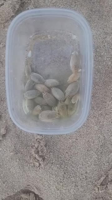 @Ghost of Space Coast Fishing