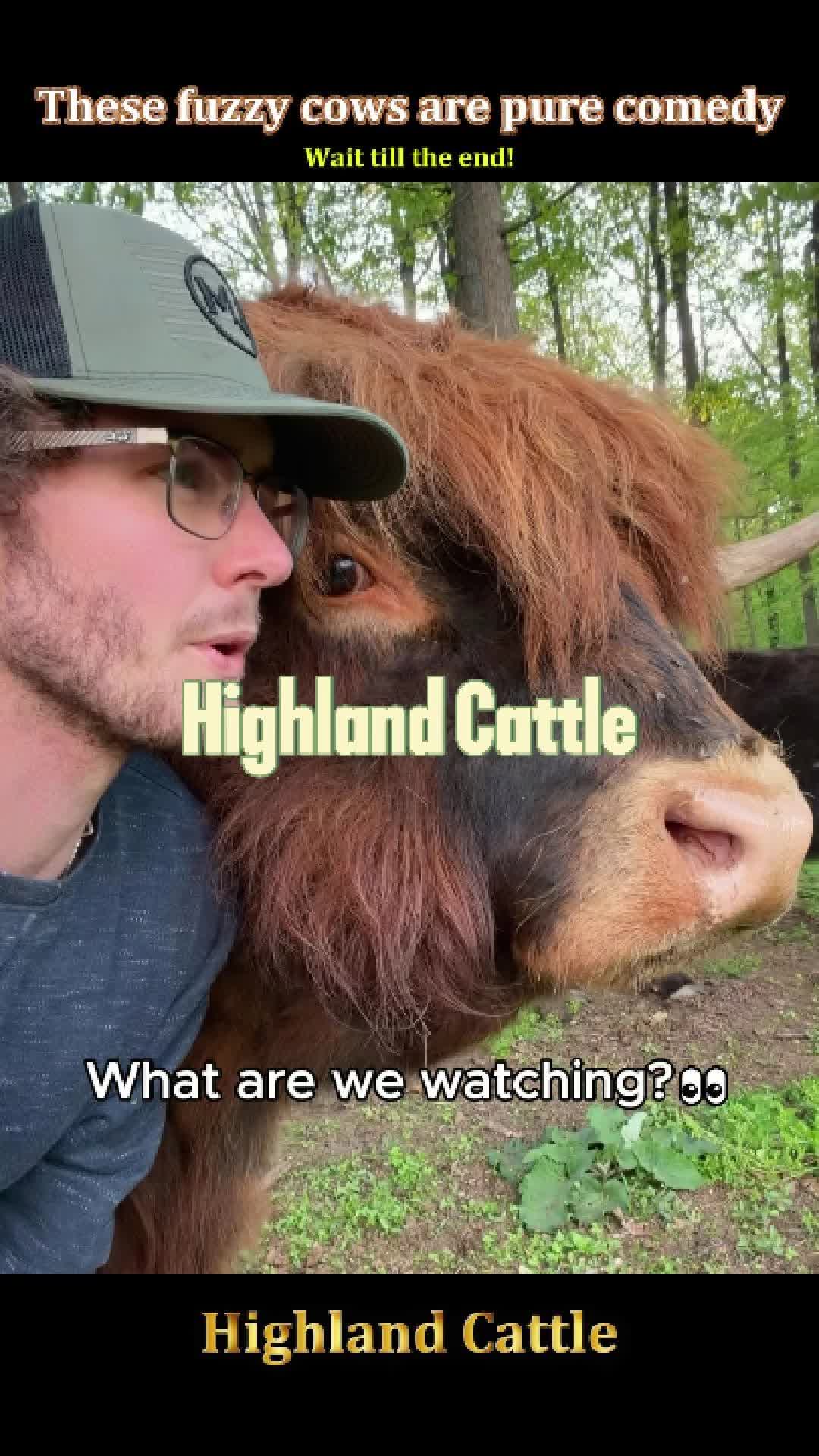 @Pet.humor5.USA