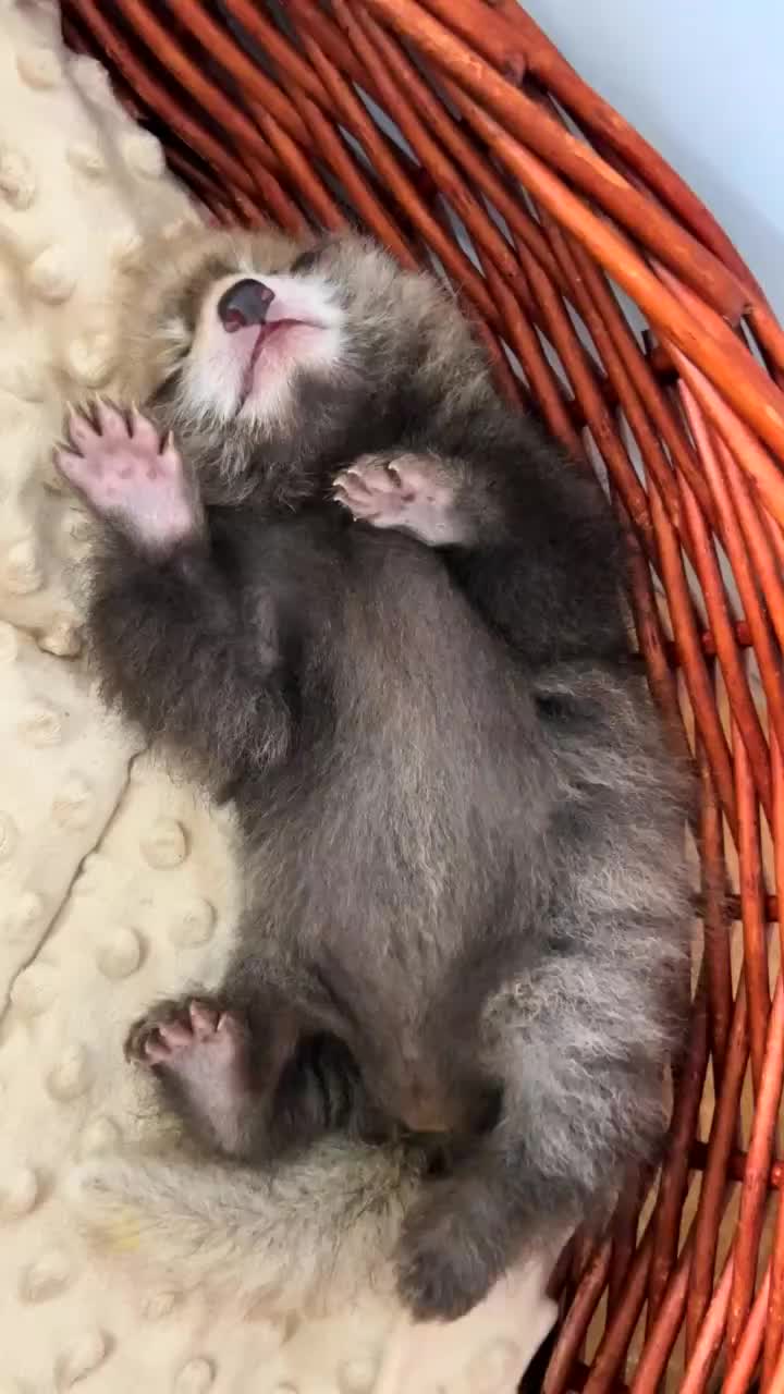 @littlepanda6487