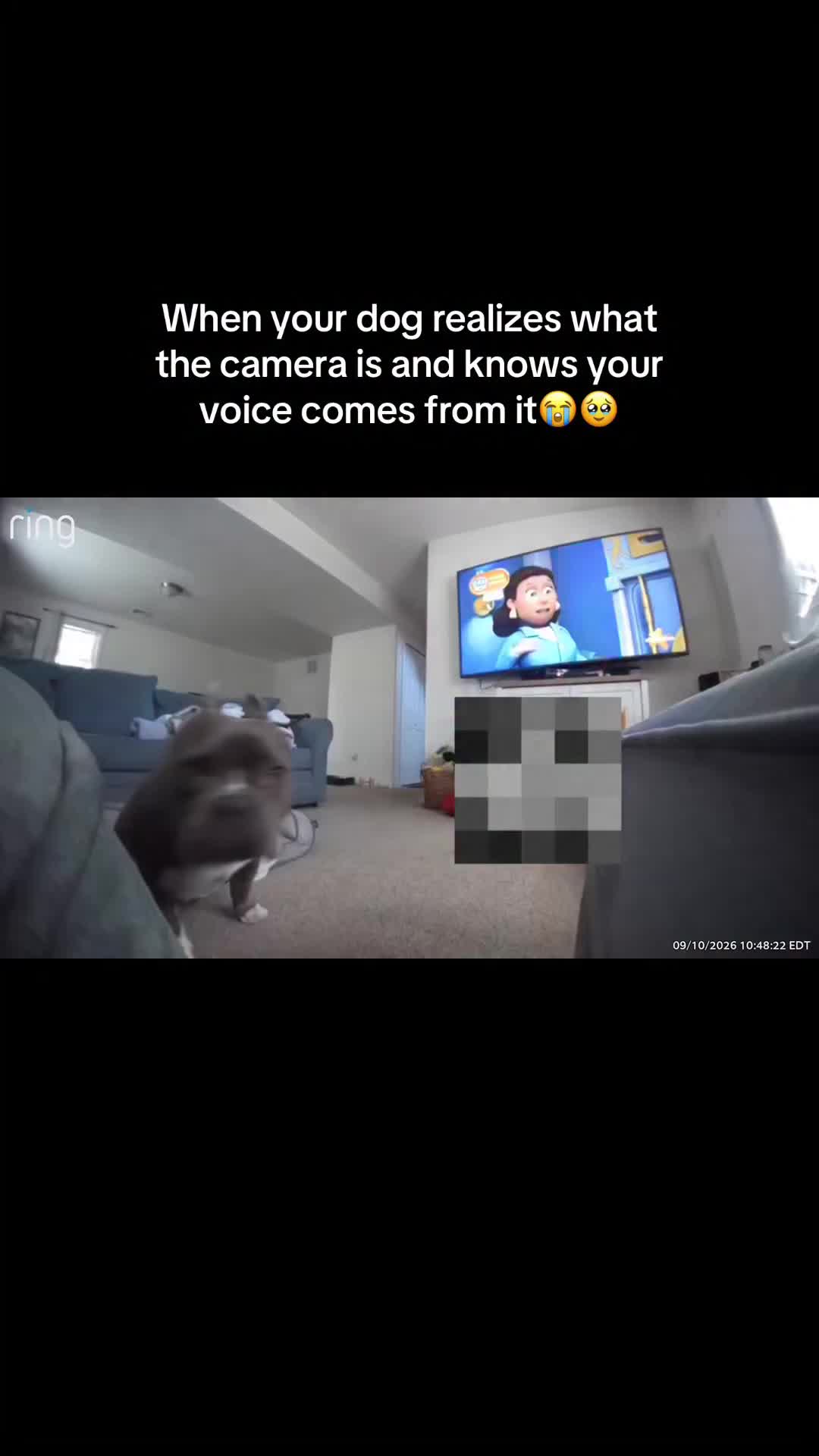 @Gunner | Pocket Bully