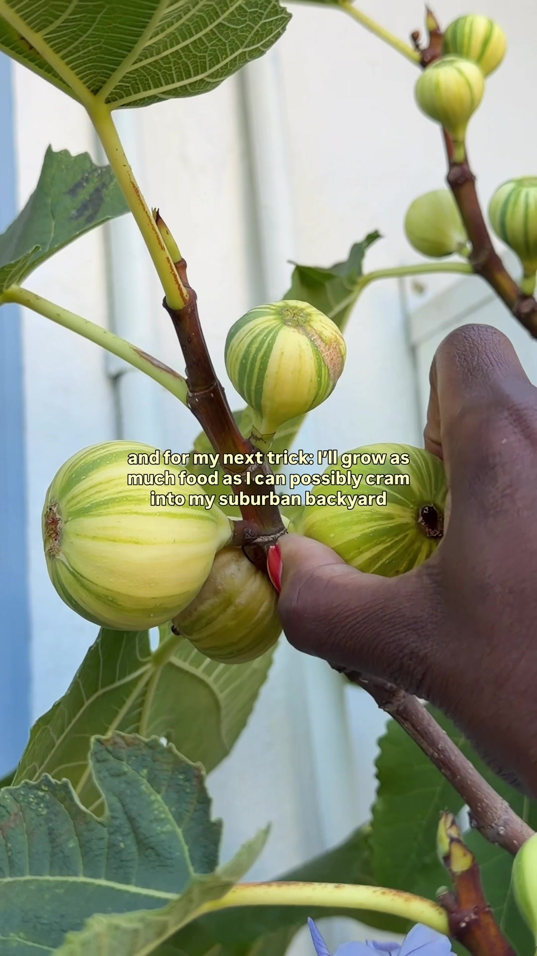 @curlycultivators