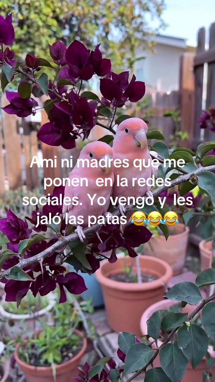 @antonia palomino