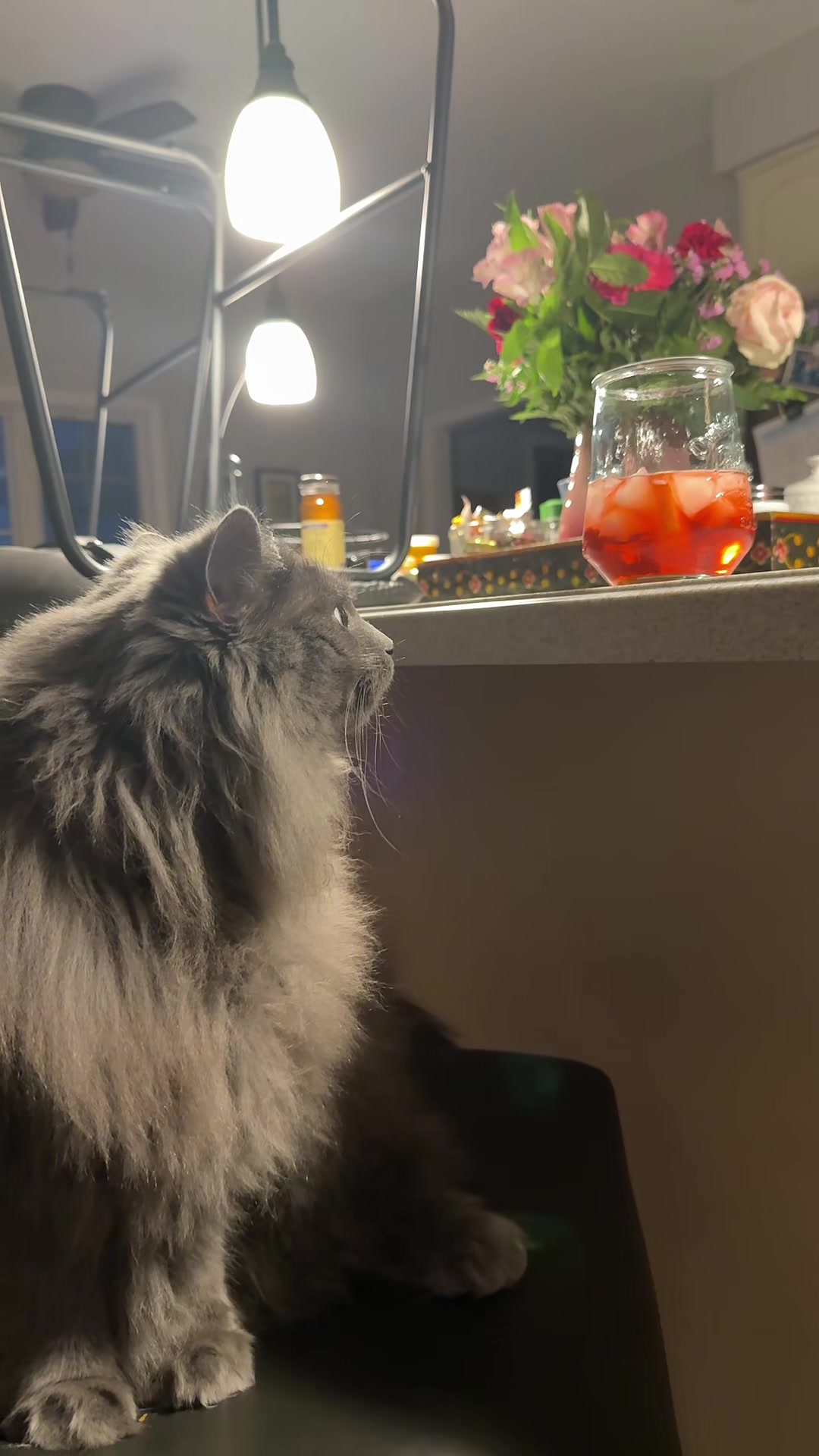 @TitoNTati 🐾
