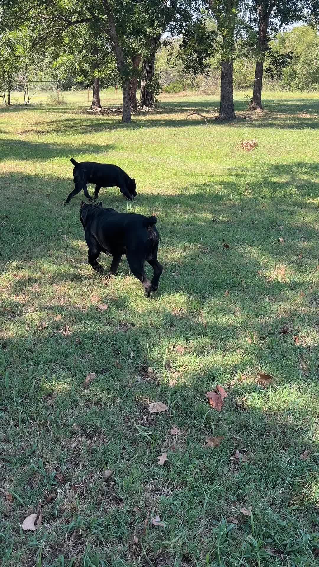 @Dogmansshadow