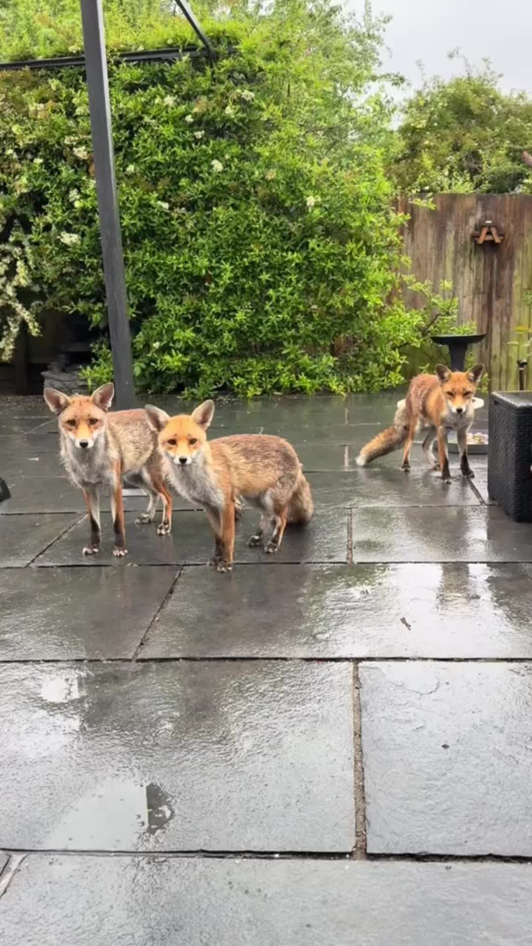 @gp_wildlife