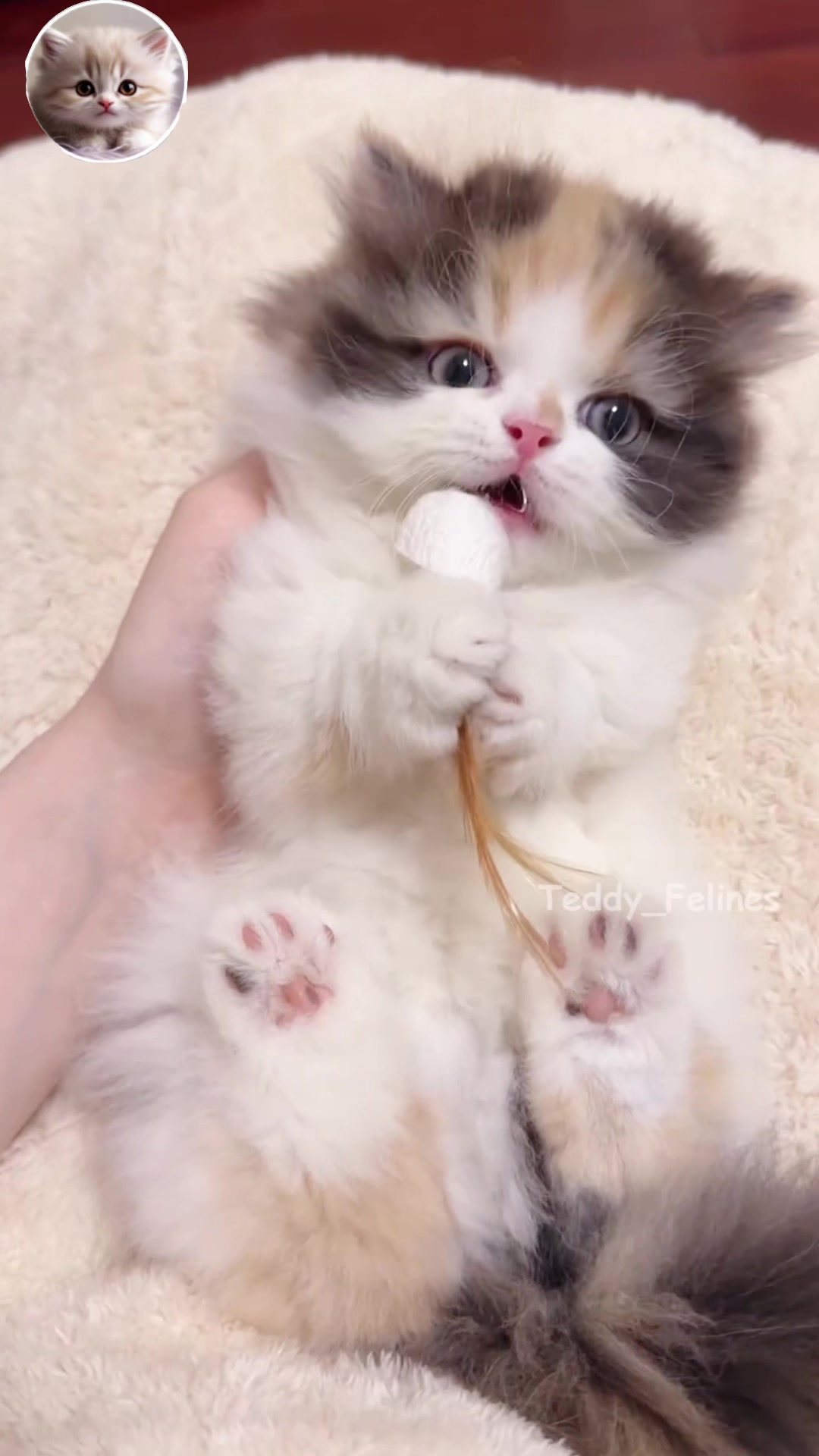 @Teddy_Felines 🧸🐾