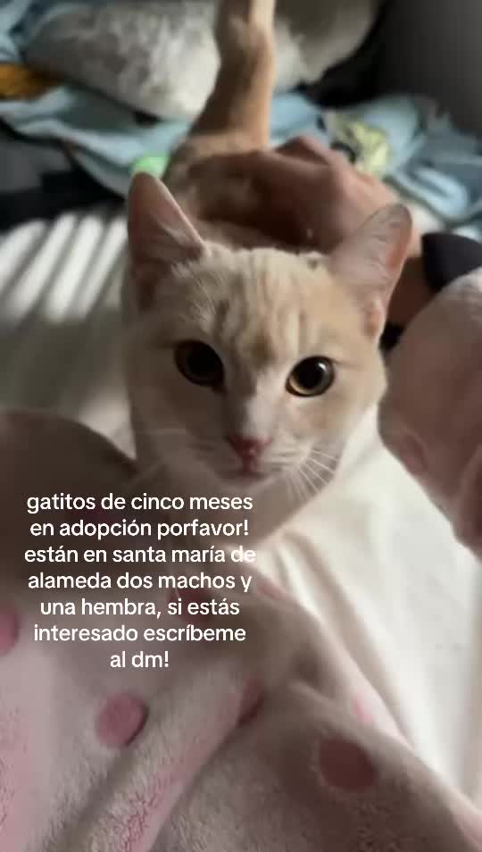 @huellitas por casa