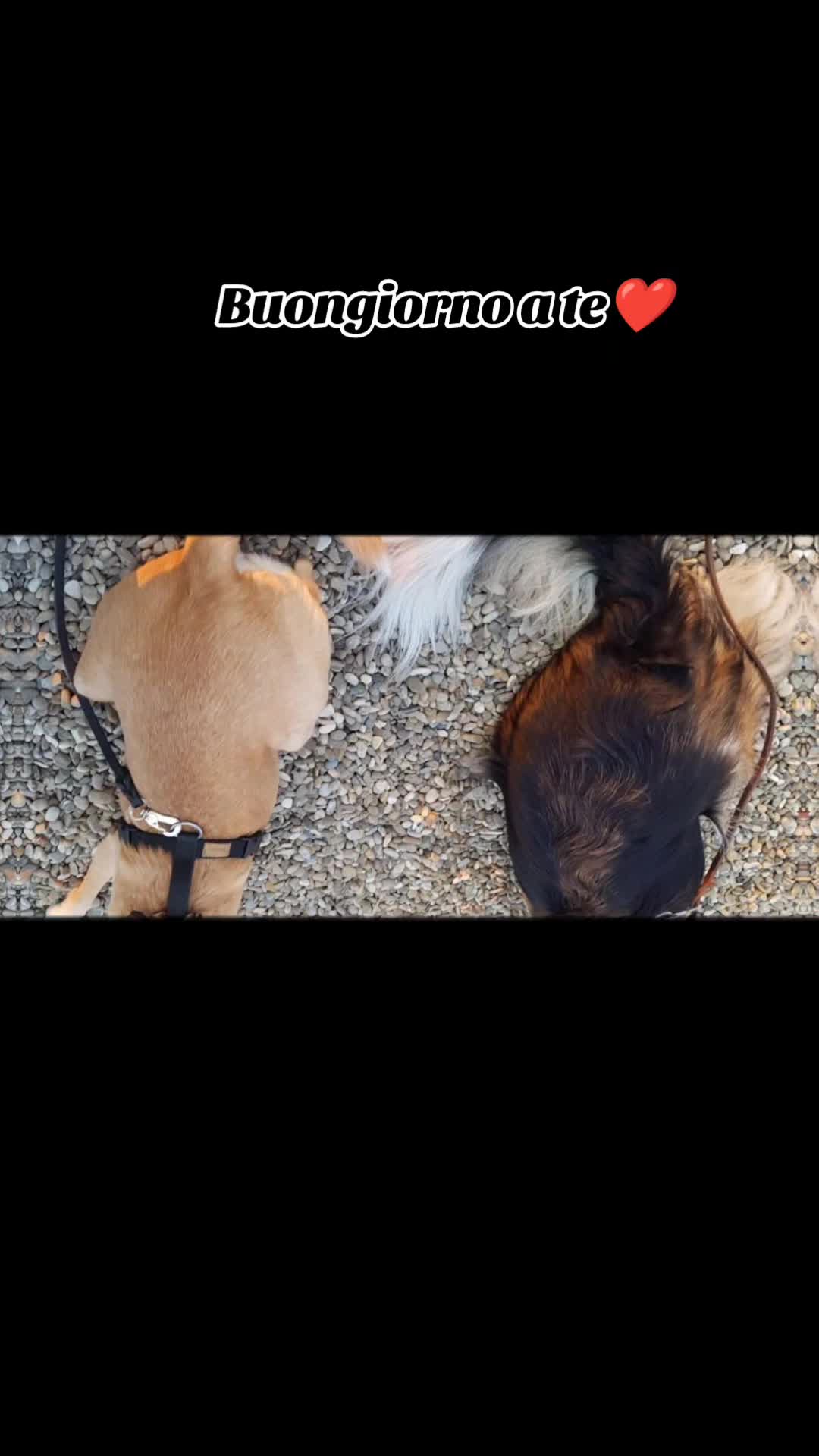 @Passione animali ❤️