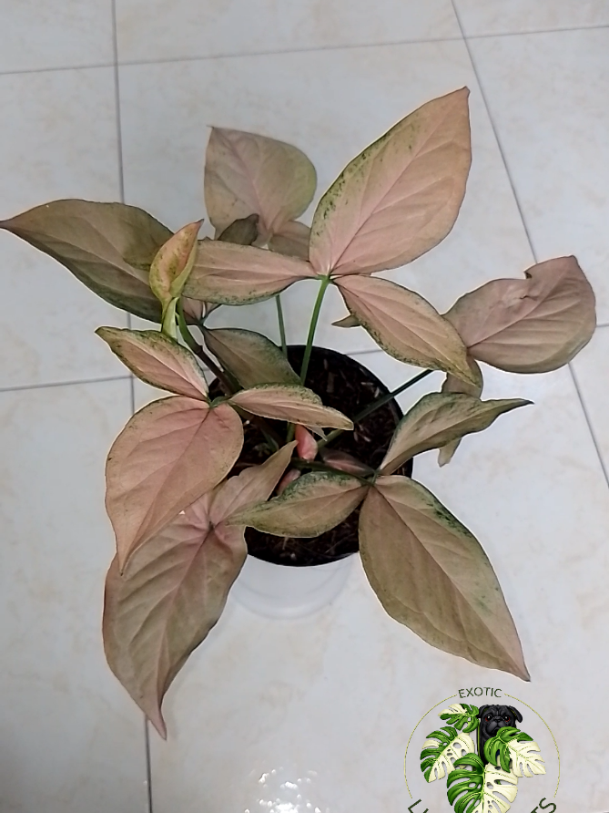 @LUCKY PLANTS