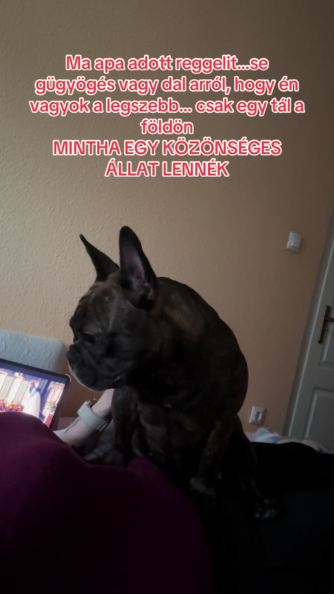 @Mia_french_bulldog