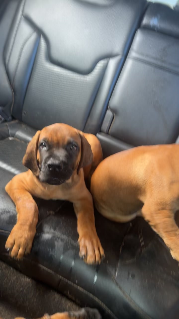 @Irie Boerboels Sn