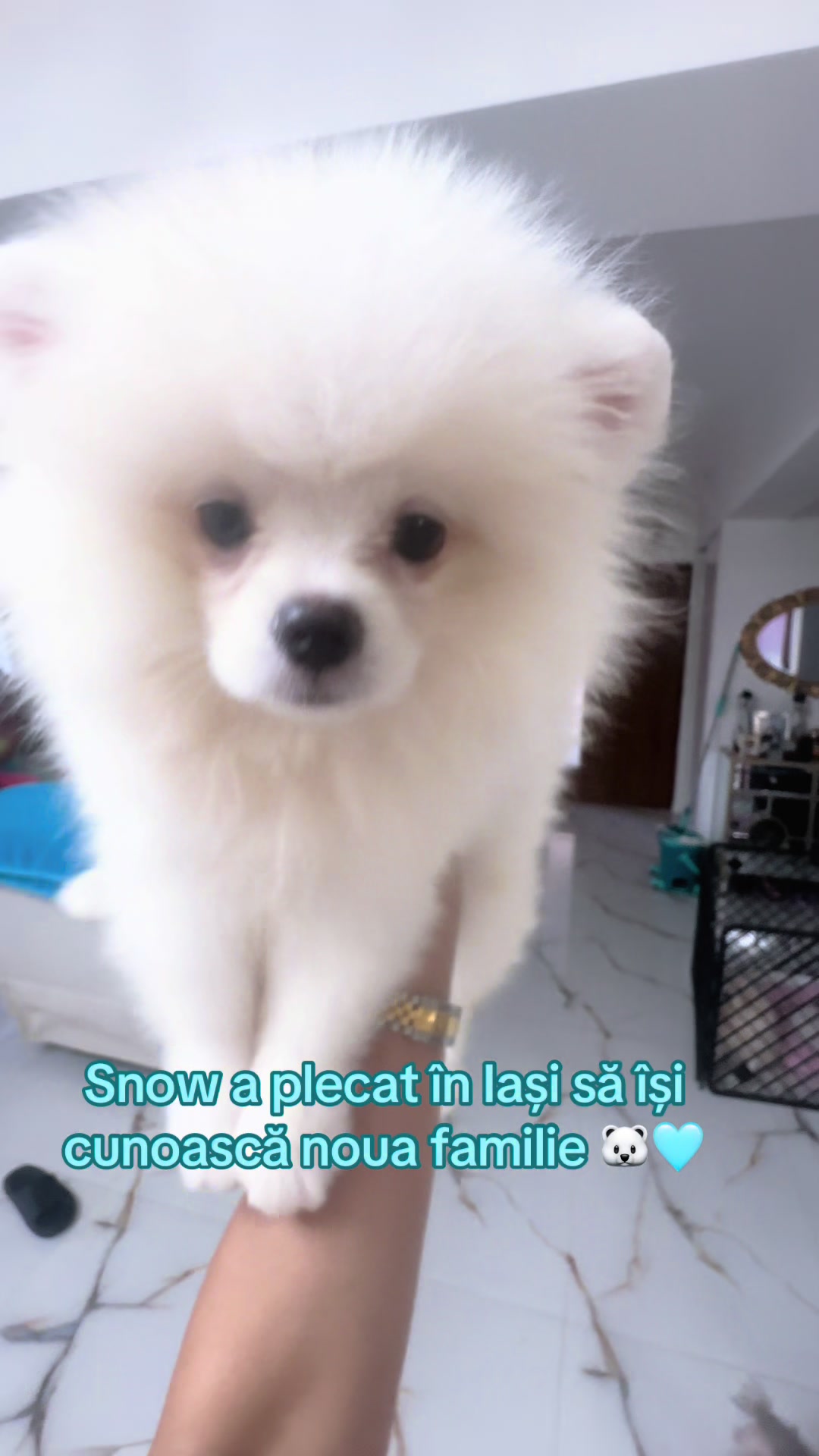 @Pomeranian.Glamour