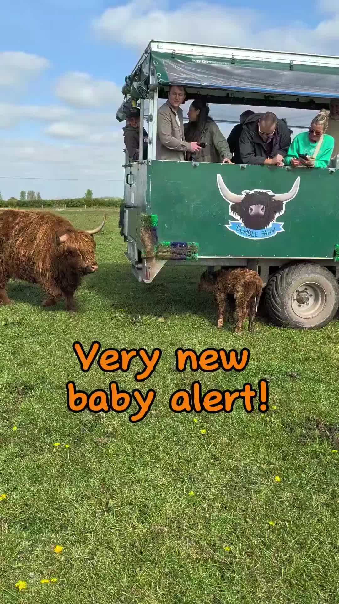@Dumble Farm Highland Cows