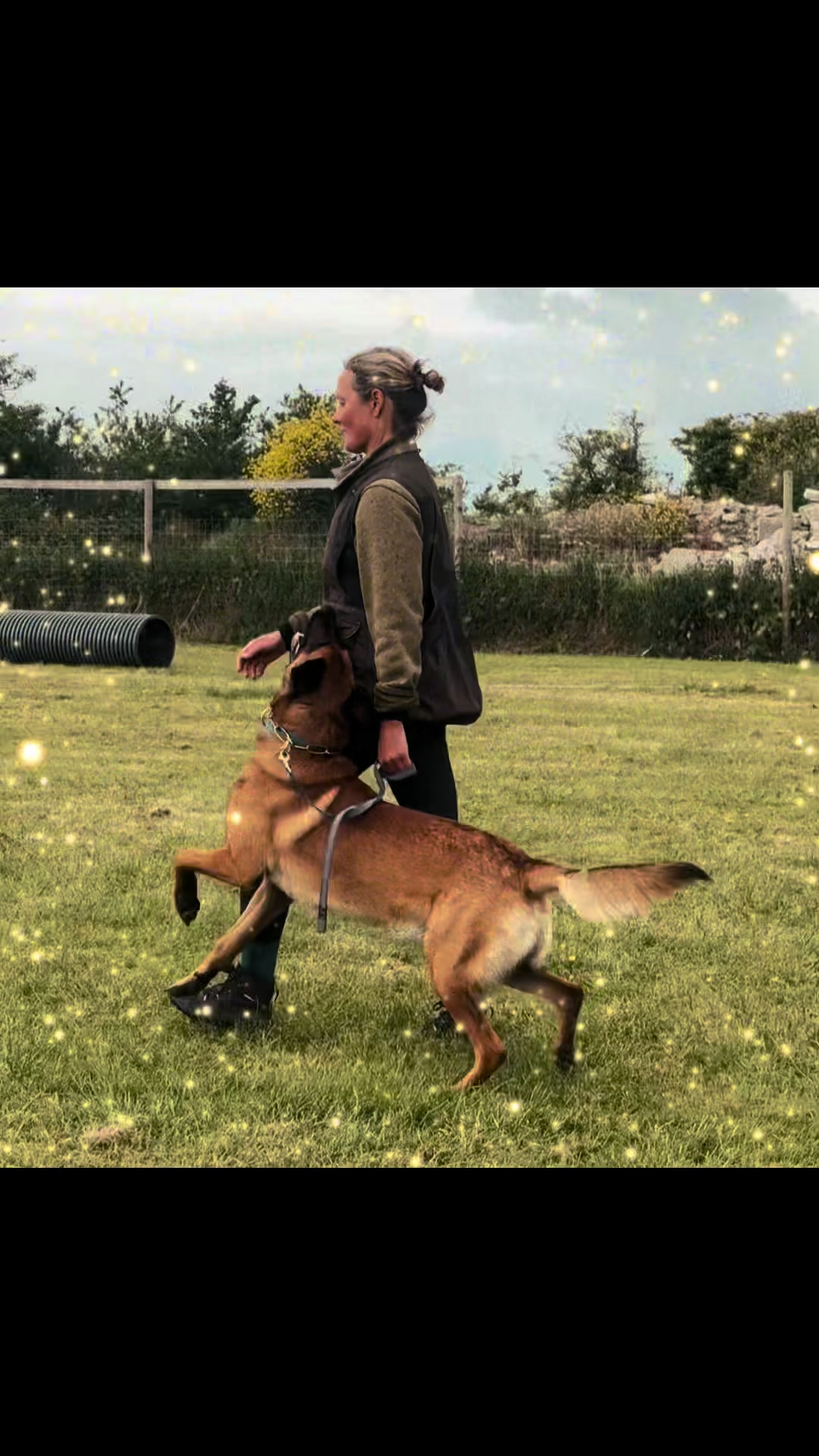 @thedogsportscoach