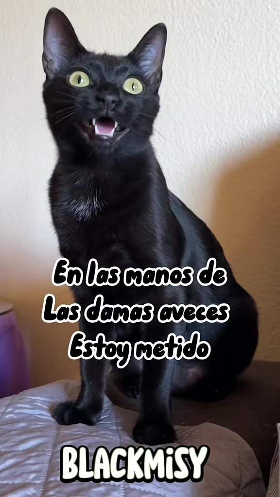 @BlackMisy