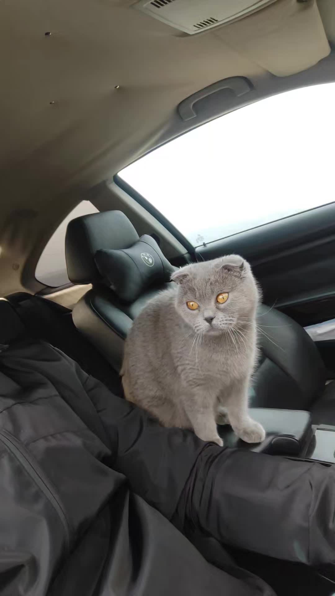 @Мехмед Льотин