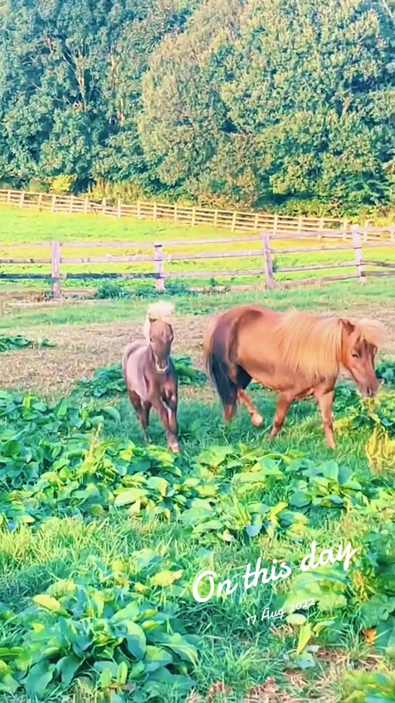 @SummerMoor Miniature horses