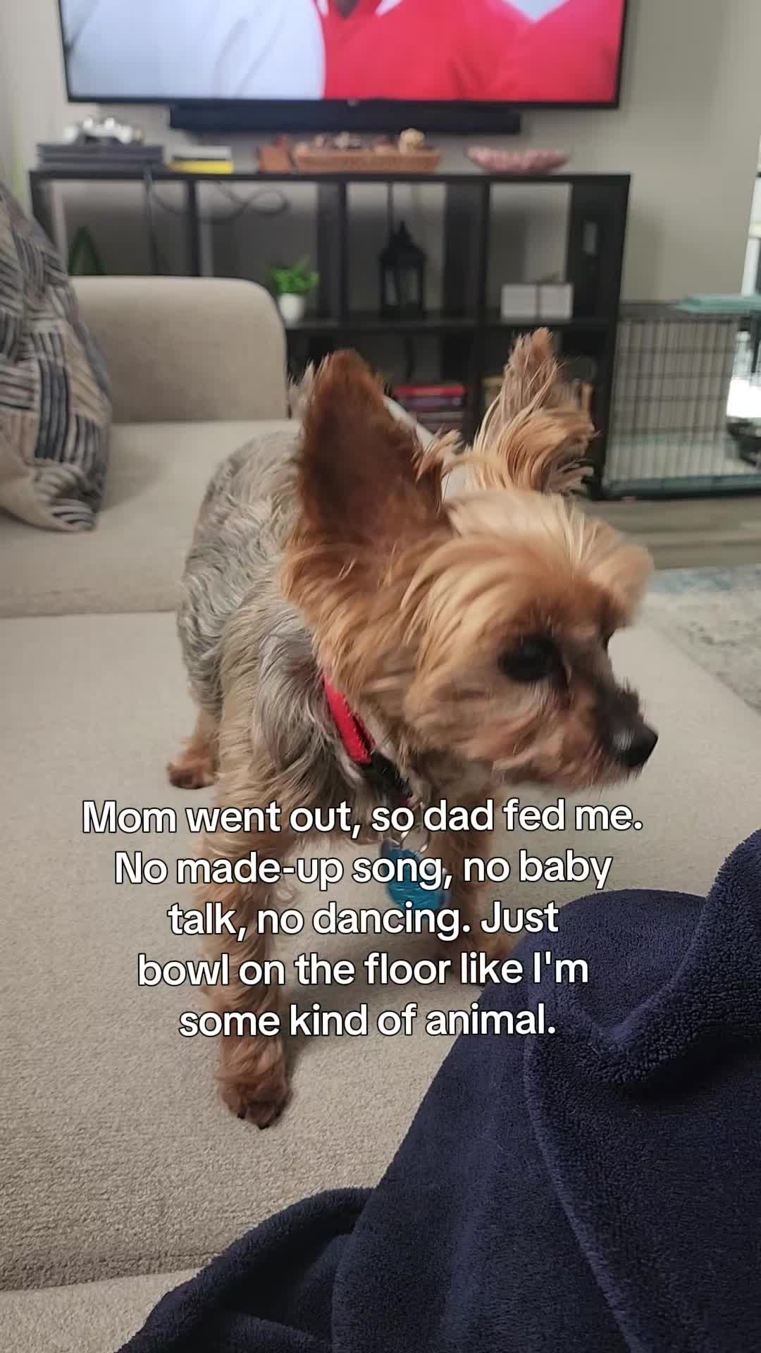 @Chase the Yorkie