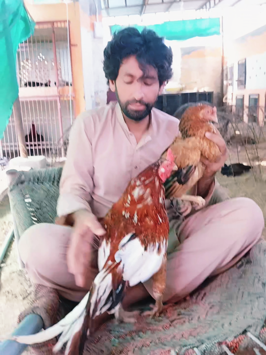 @Sajjad Aseel Farm