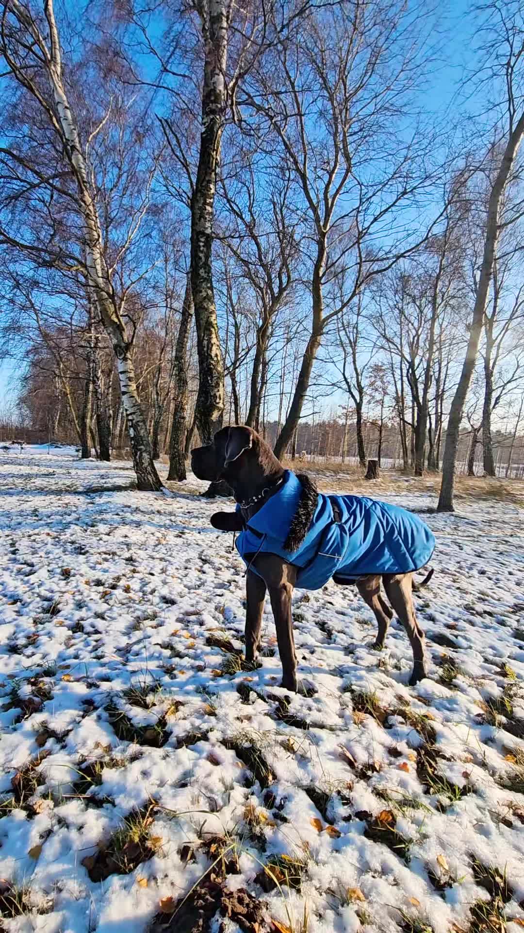 @Dog Niemiecki Benek