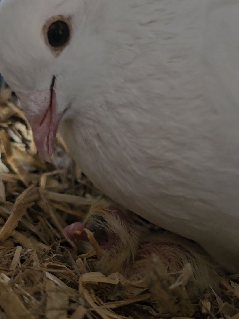 @Waterhouses Wildlife Rescue