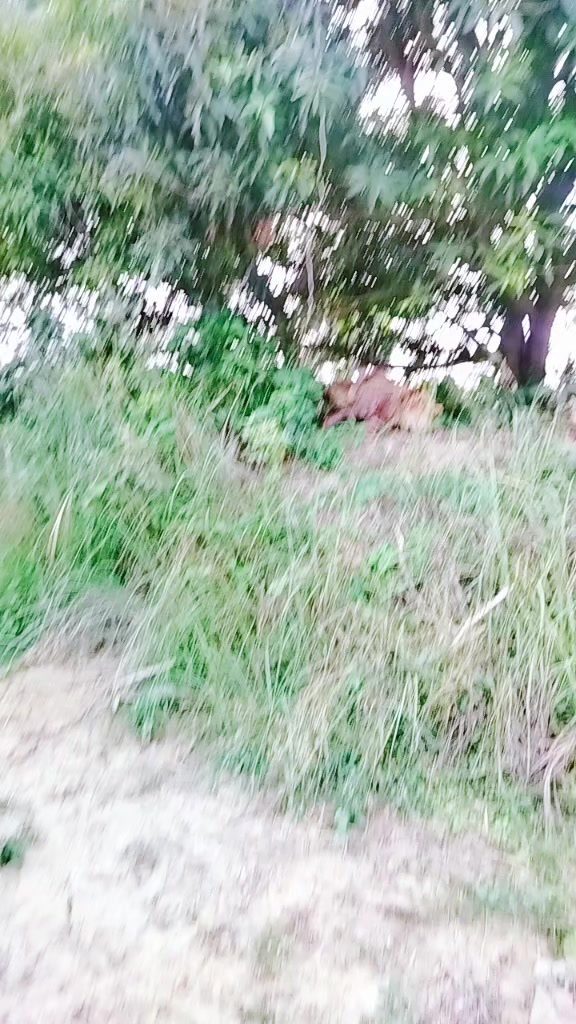 @priyal Thakur