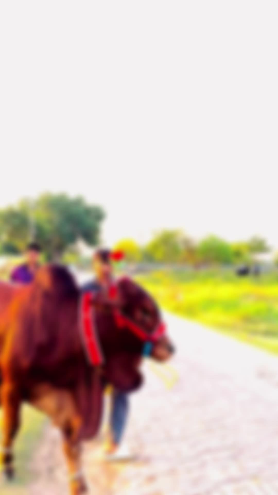 @🪄چوھدری اویس گجر 🪄