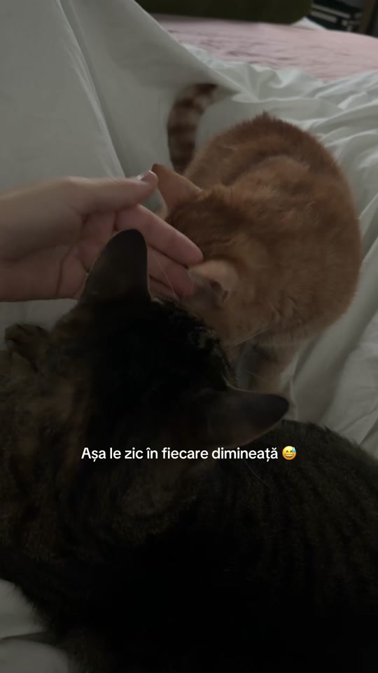 @Andra Teodoru