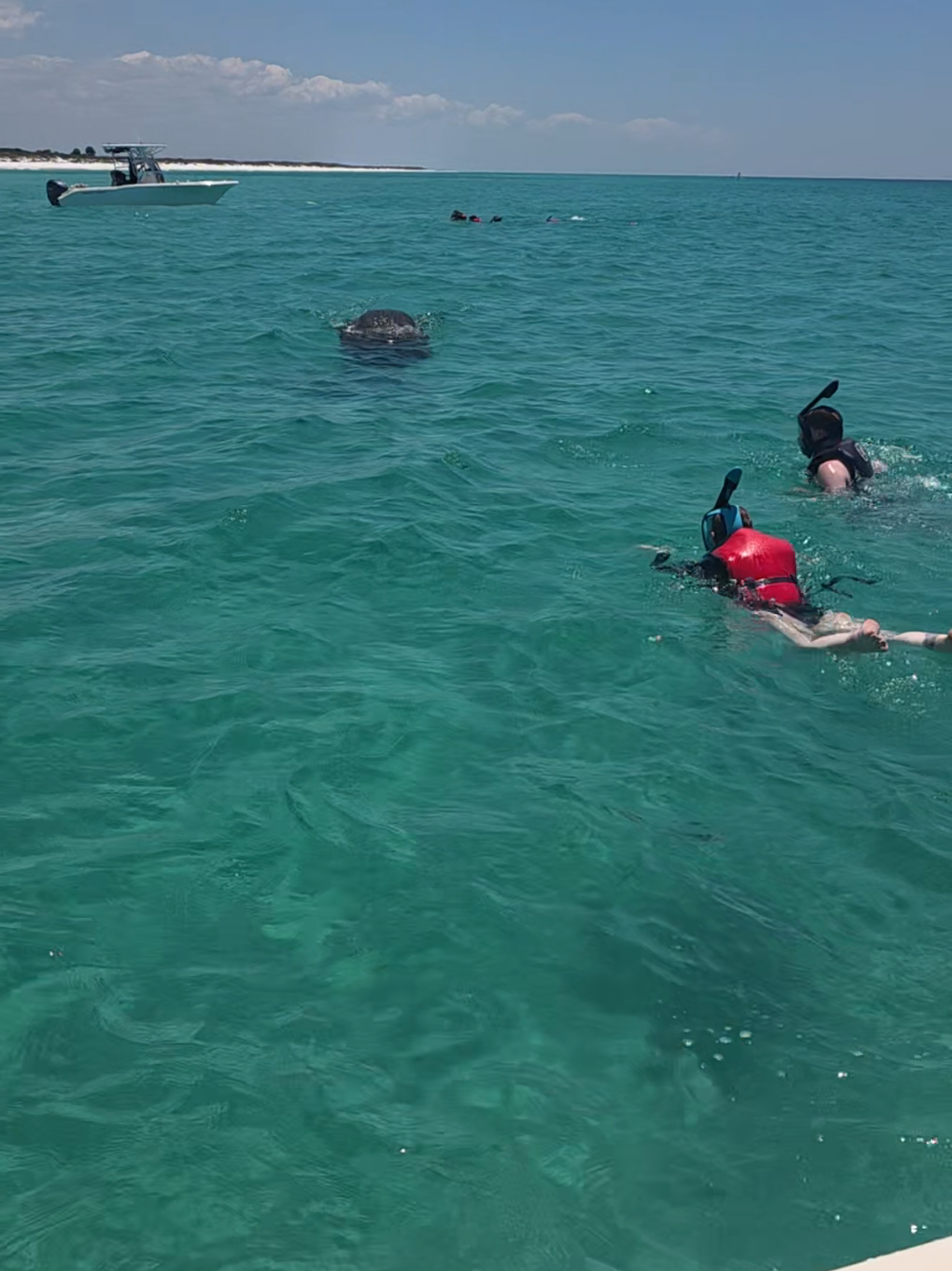 @Shell Island Dolphin Tours 🐬