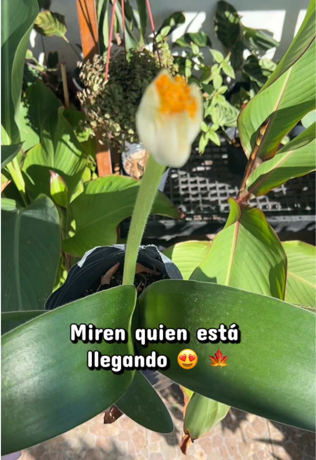 @cultivandoando
