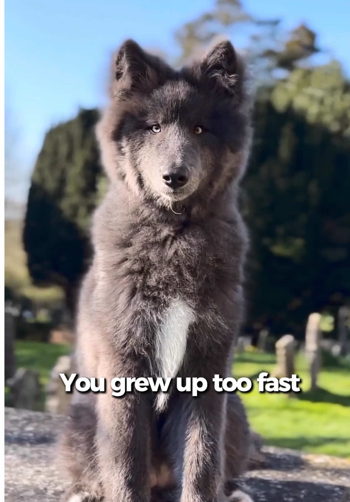 @My Blue Wolf