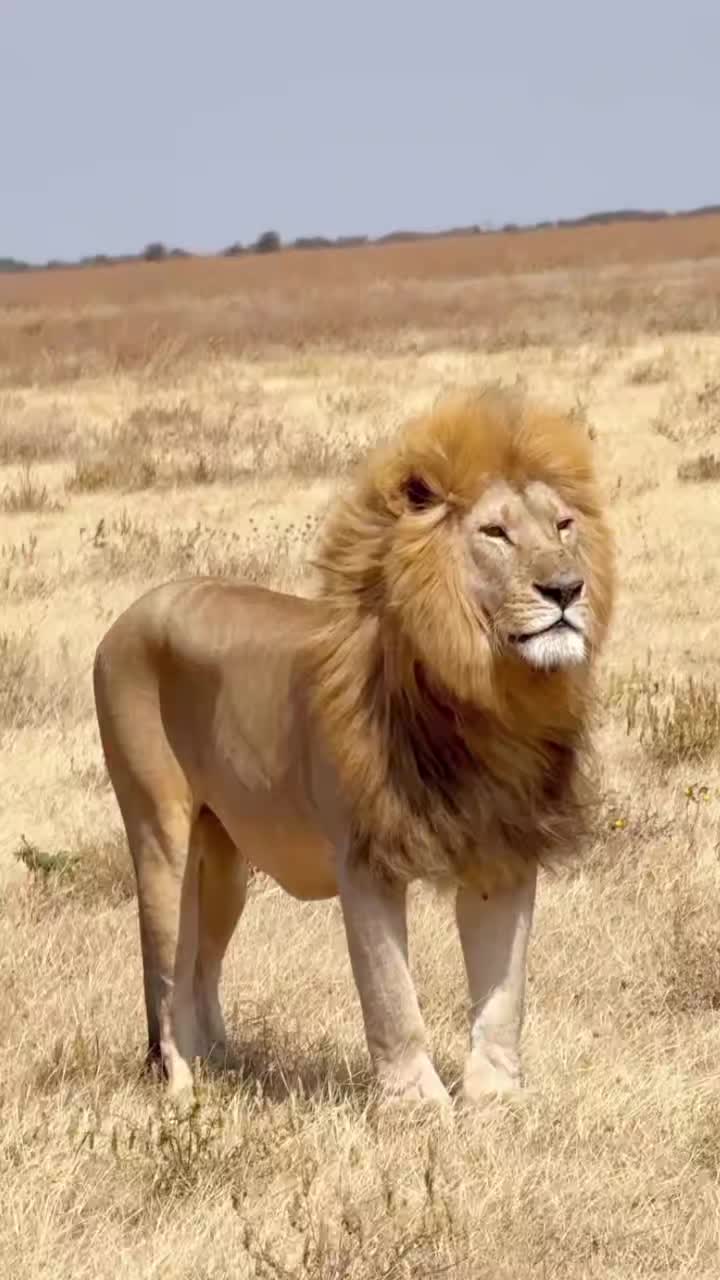 @UK animal channel🇬🇧