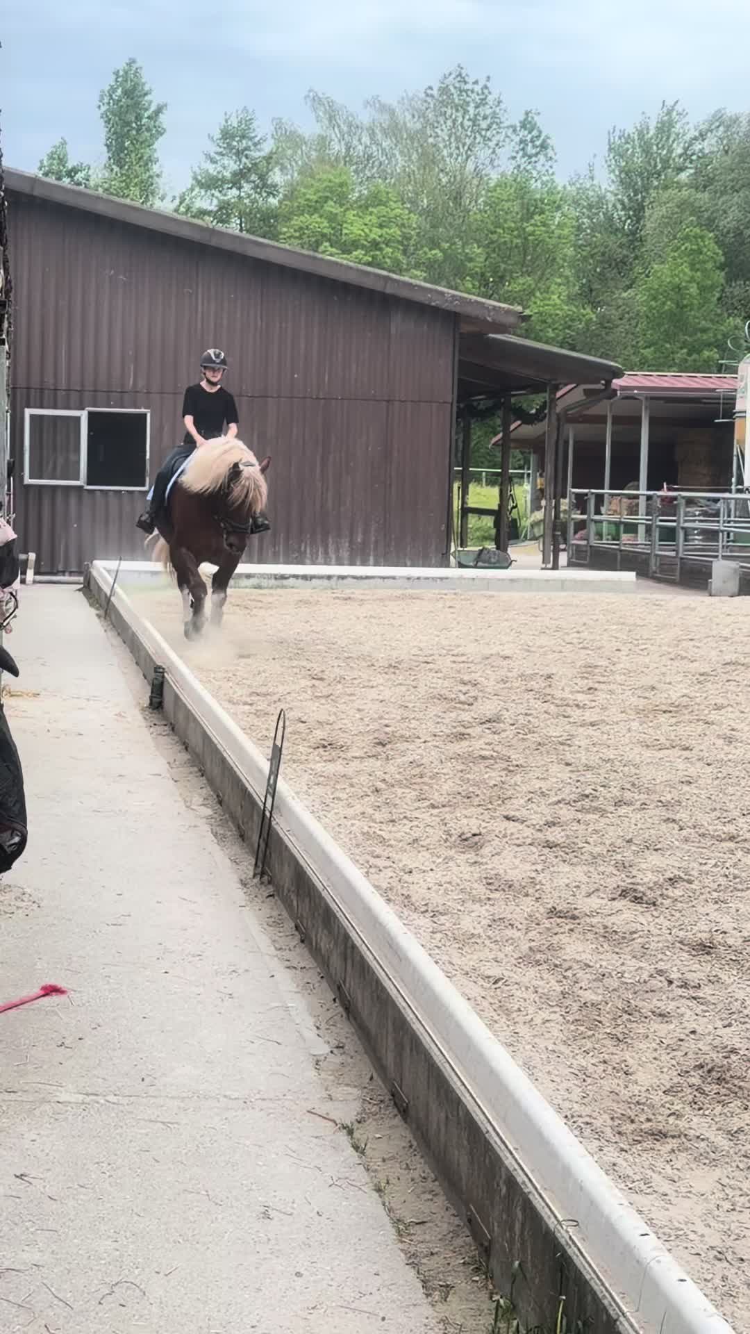 @_.coldblood.dressage_