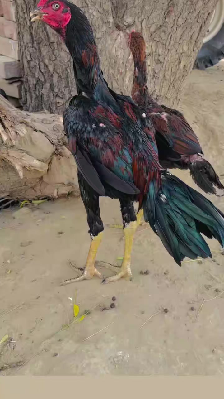 @꧁༒☬ঔৣ 𝓐𝓼𝓮𝓮𝓵ঔৣ☬༒꧂