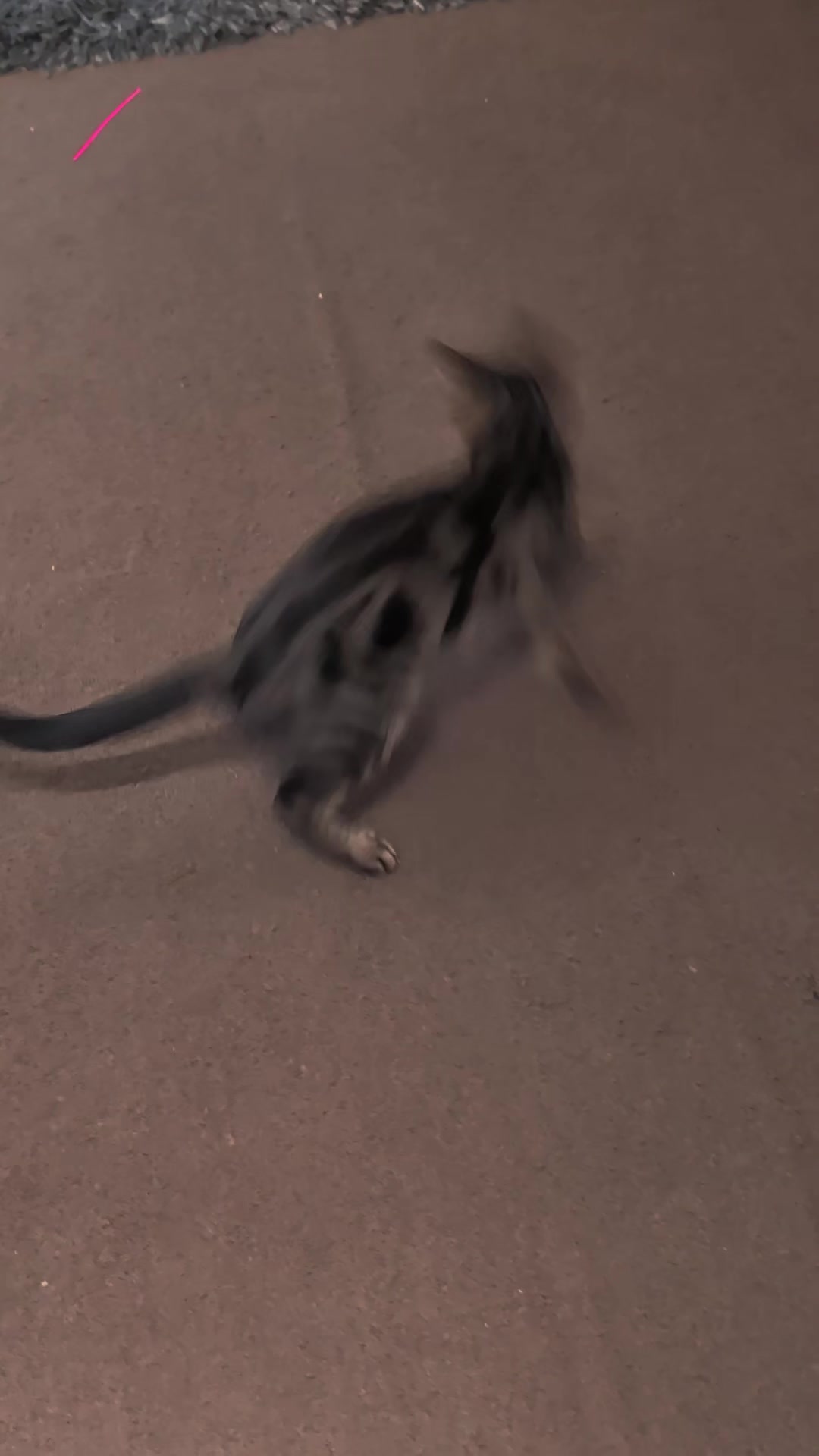 @Stella the cat