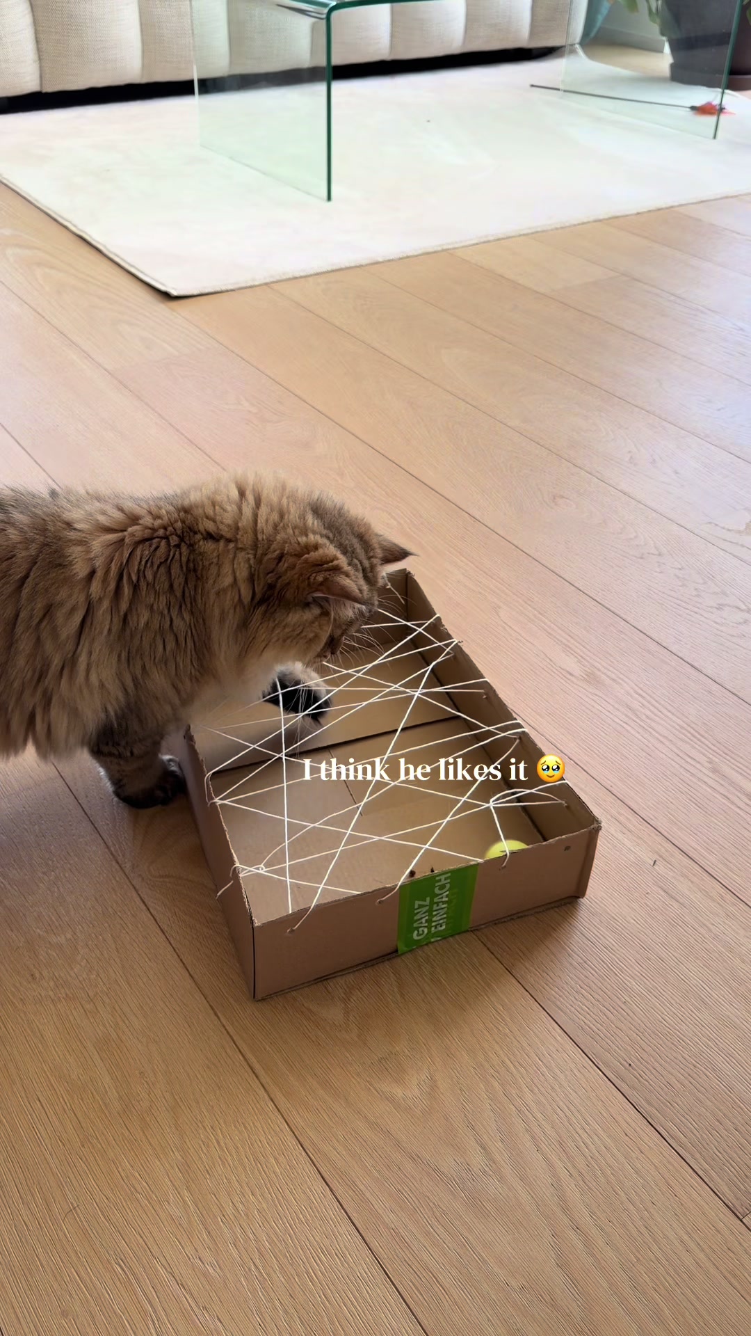 @Tommy the cat