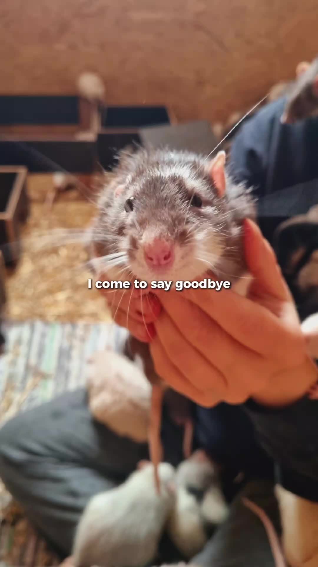 @Saphira 💕