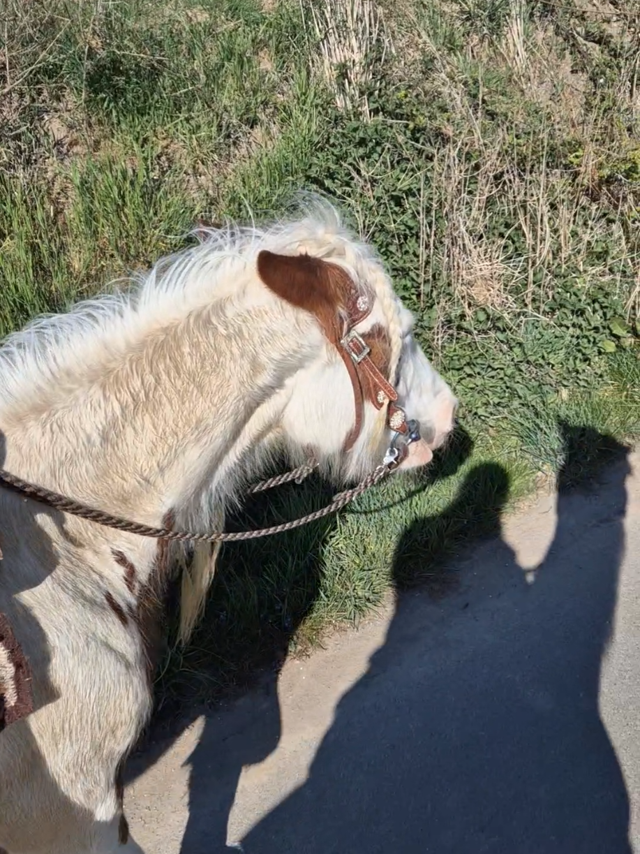 @Lisas kleine Ranch 🐴