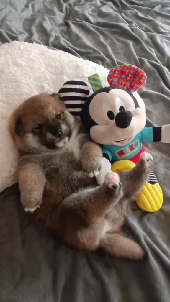 @Spirit of Asia Kennel
