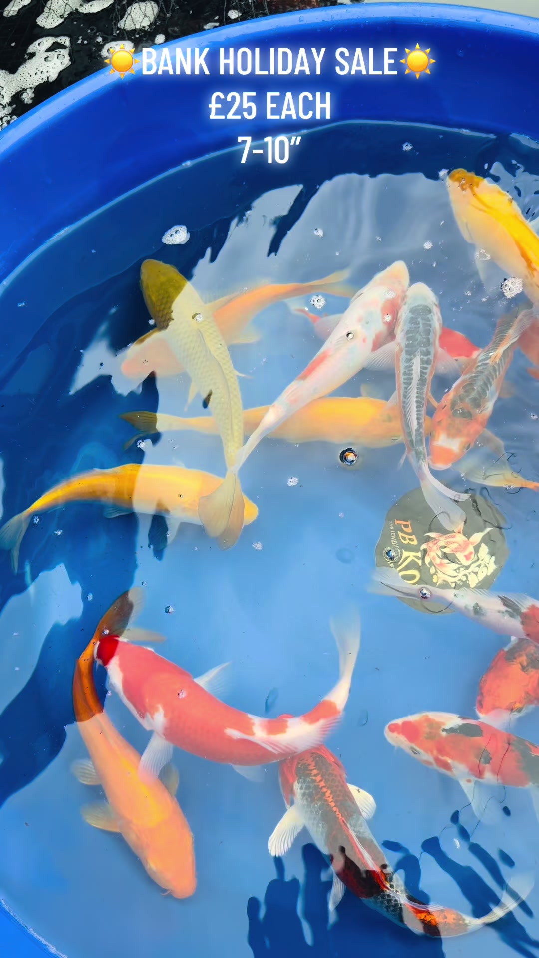 @PB KOI