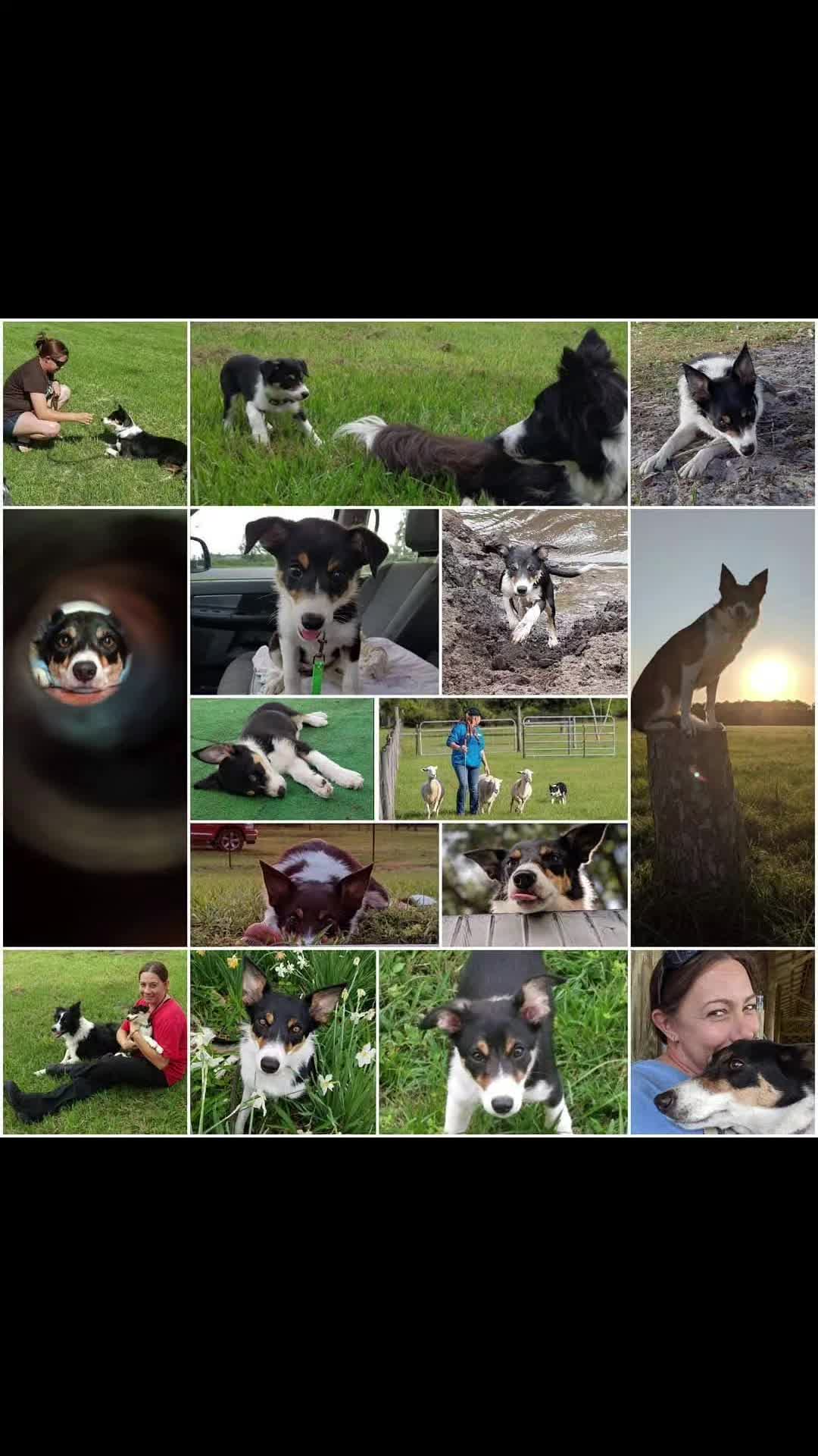 @shepherdslanternherding