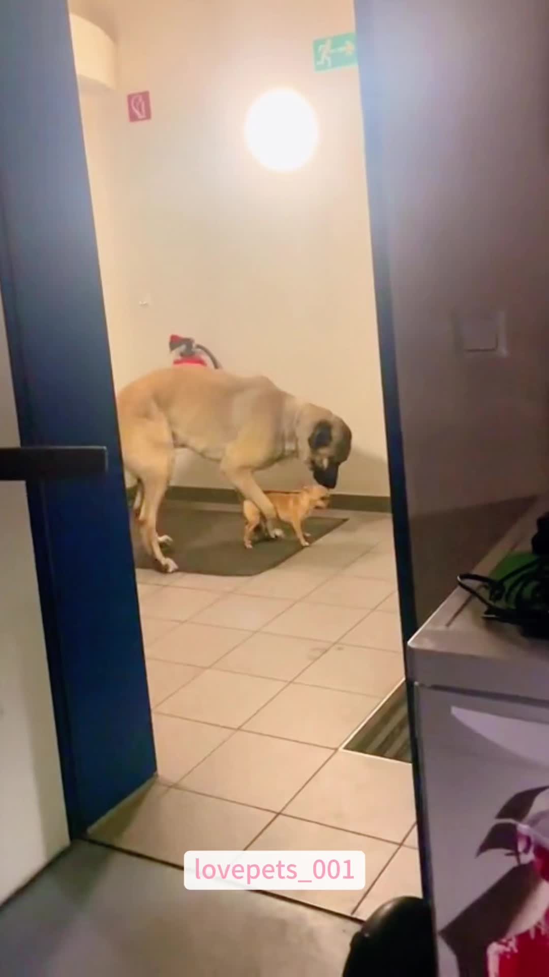 @lovepets_001
