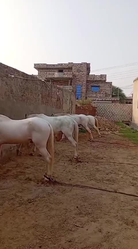 @majid kataria