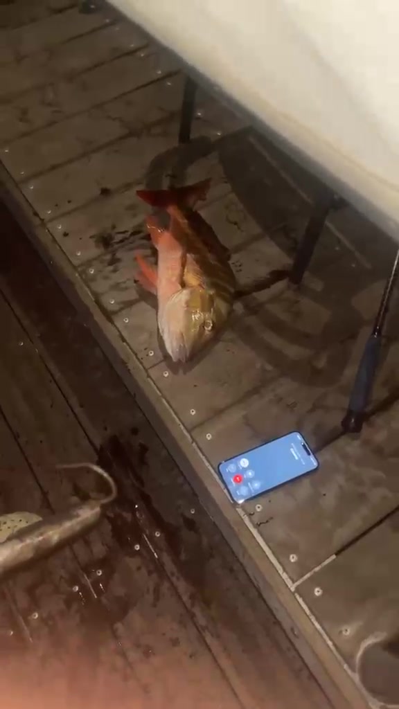 @fish_and.crabes